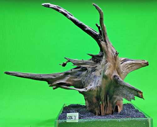 Large corbo root - corbo, cbl1