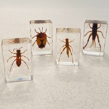 Insects in Resin Block Set Of