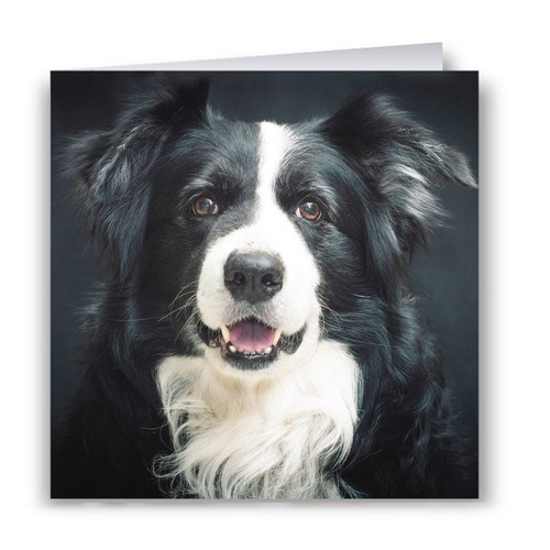 Border collie greeting - border,