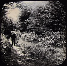 Glass Magic Lantern Slide WOODRIDDEN HILL FOREST PATH C1890 PHOTO WALTHAM ABBEY 
