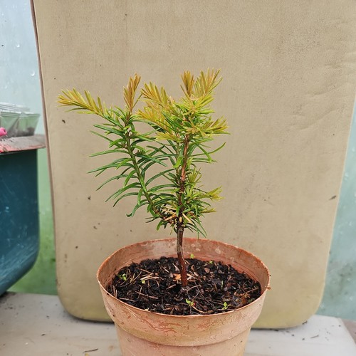 English yew conifer tree - english,