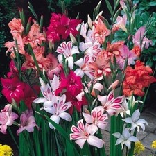 20 x Gladioli Nanus Mix Bulbs