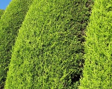 25x Golden Leylandii Evergreen