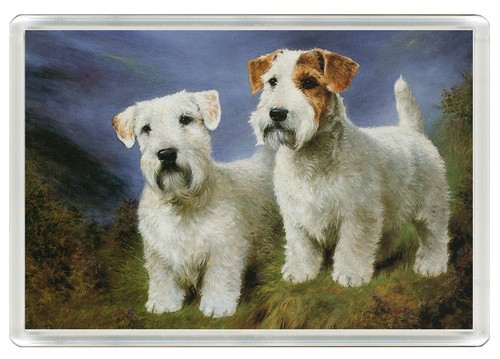 Sealyham terrier dogs dog - sealyham,
