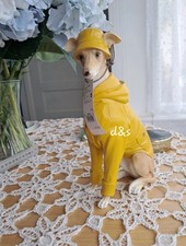 Next Willow The Whippet Dog