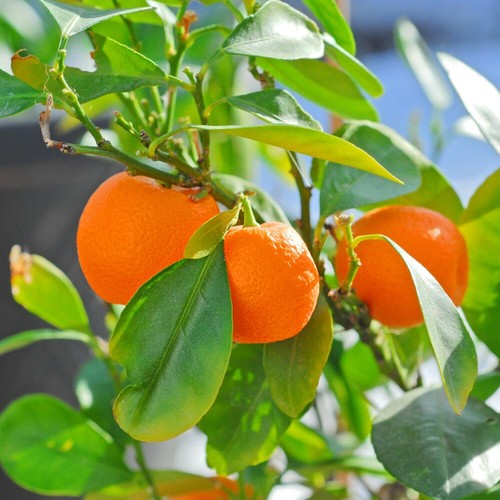 Orange tree fruit bush - t&m,