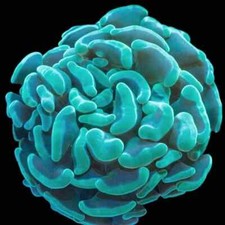 Teal Green Branching Hammer