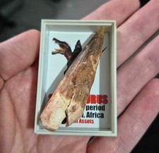 SPINOSAURUS aegyptiacus Tooth