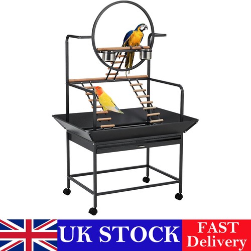 Pet parrot playstand bird - parrot,