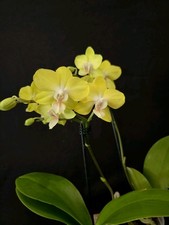 Mini Phalaenopsis Yellow. 1