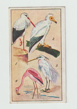 E Robinson & Sons Ltd Egyptian Studies #21 Egyptian Birds 1914-  V Rare Cig Card