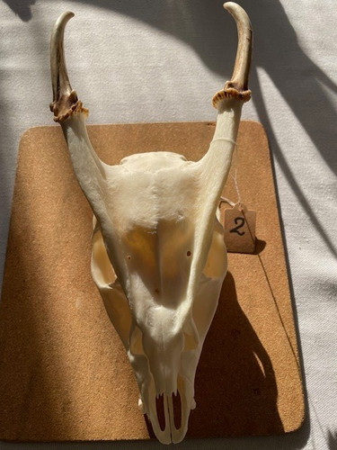 Real reeves muntjac buck - real,