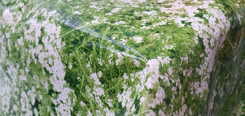 Green fern grass white flowers - fern,