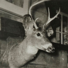 Vintage Photo of Mounted