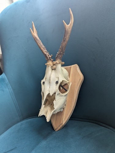 Roe deer skull with antlers - with, on