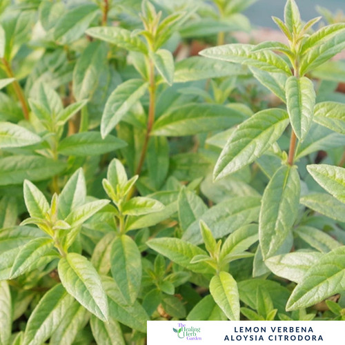 Healing herb plant - herb,