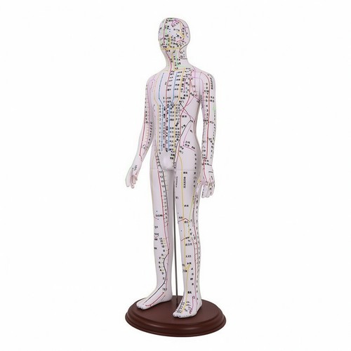 Human acupuncture model - acupuncture, 52
