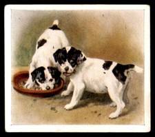 Godfrey Phillips ‘’Our Puppies” 1936 - The Smooth Fox Terrier No. 16