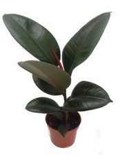 Rubber Plant in a 12cm pot