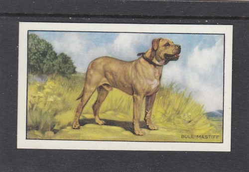 1936 gallaher dogs 1st series - dogs,