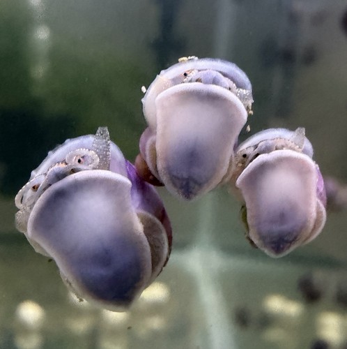 Purple juvenile mystery - 6,