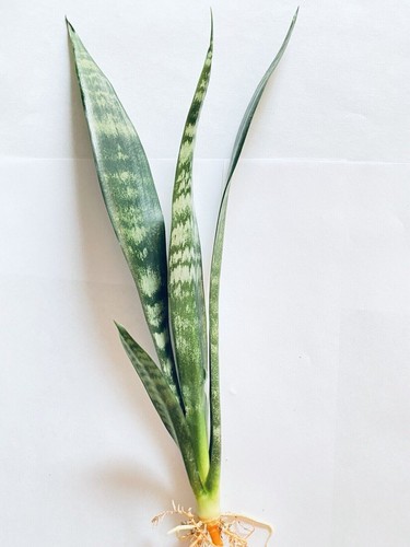 Live snake plant - 10-12”,