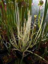 Drosera filiformis 'Florida