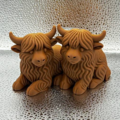 Pair brown highland cow - of,