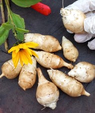 Jerusalem Artichoke 10 x healthy tubers with growing tips. EASY TO GROW! Organic