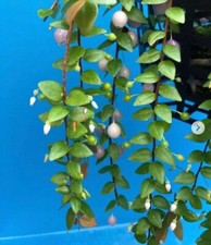 Sphyrospermum ellipticum Newly