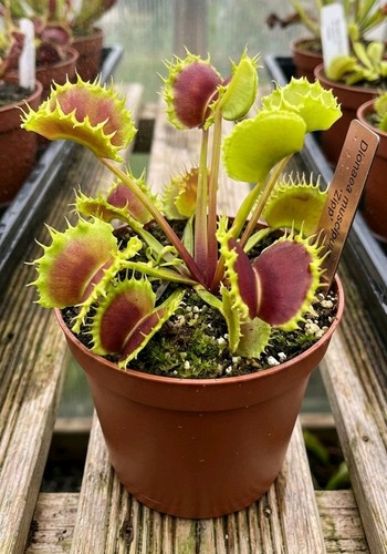 Venus flytrap dionaea - venus,