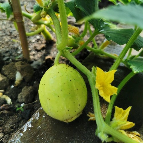 Cucumber crystal lemon plant - 'crystal, lemon'