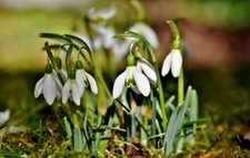 50 Traditional English Snowdrops Bulbs Single Galanthus Ikariae Ready To Plant