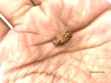 1 MUKHI RUDRAKSHA ONE FACE RUDRAKSH INDONESIAN BEAD FOR JEWELLERY MAKING PUJA OM