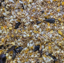 Robin songbird food wild - food,