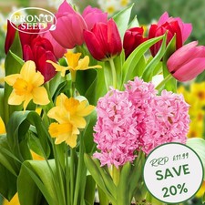Spring Flowering Bulbs - 20 Mixed Hyacinth, Daffodil & Tulip Plant Bulbs