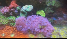 Pulsing Xenia Soft Coral