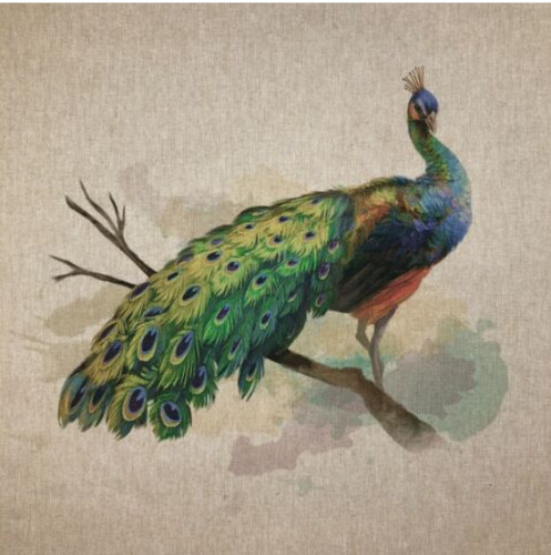 Peacock animal country - peacock,