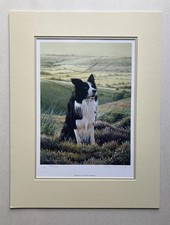 Steven Townsend Border Collie