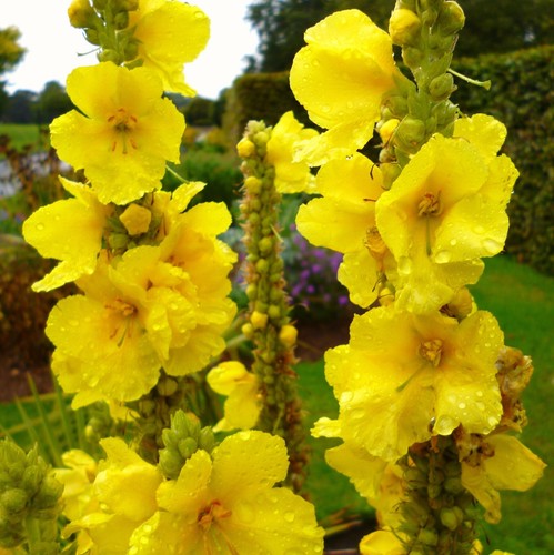 Plug plants verbascum - 4,