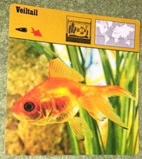Vintage 1976 Animal Card - Veiltail- Printed In Japan