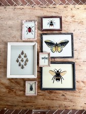 Insect Reverse Glass Paintings