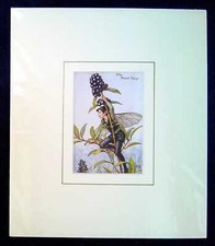 Barker, Cicely Mary MOUNTED ANTIQUE PRINT 'THE PRIVET FAIRY' 1930