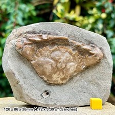 Charybdis Complete Fossil Crab