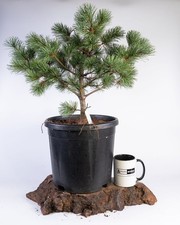 XL Shohin Japanese White Pine Bonsai Material Outdoor Hardy Evergreen Tree