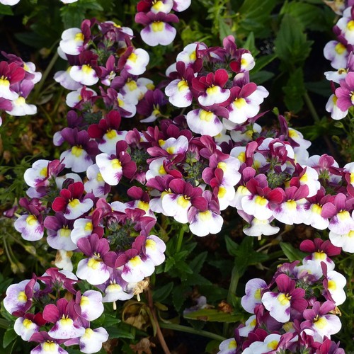 Scented nemesia painted rose - 6,