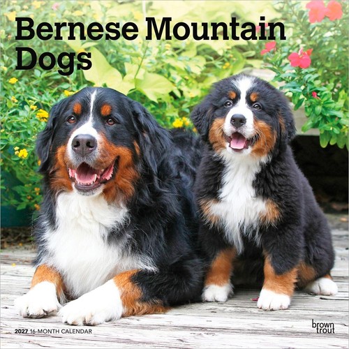 Bernese mountain dogs 2027 - mountain,