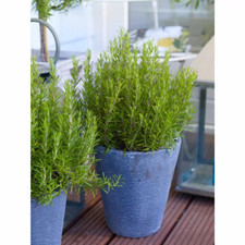 Rosemary Herb Plant, Rosmarinus Officinalis, Evergreen, 9cm Pot,Multi-Stemmed!