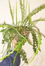 Fishbone Cactus 'Epiphyllum anguliger' – House Plant Rooted cuttings . 