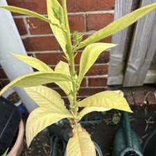 Jamaican Hot Grabber Natural Tobacco Plant Seeds From JA